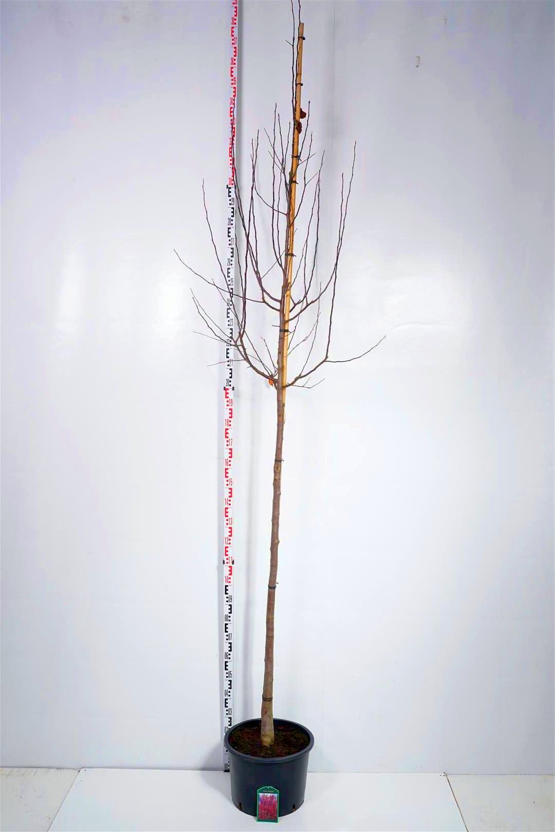 Prydnadsapel Malus &