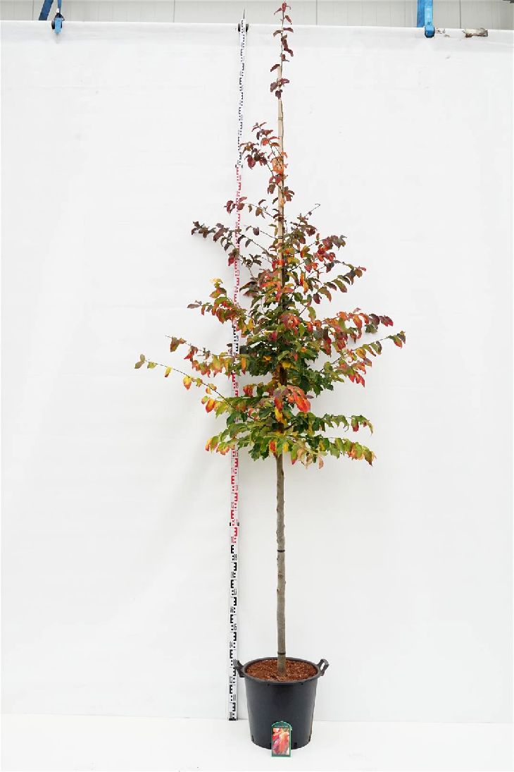 Parrotia persica &