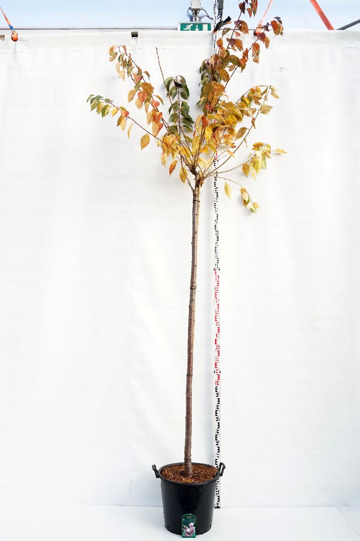 Prunus serr. &