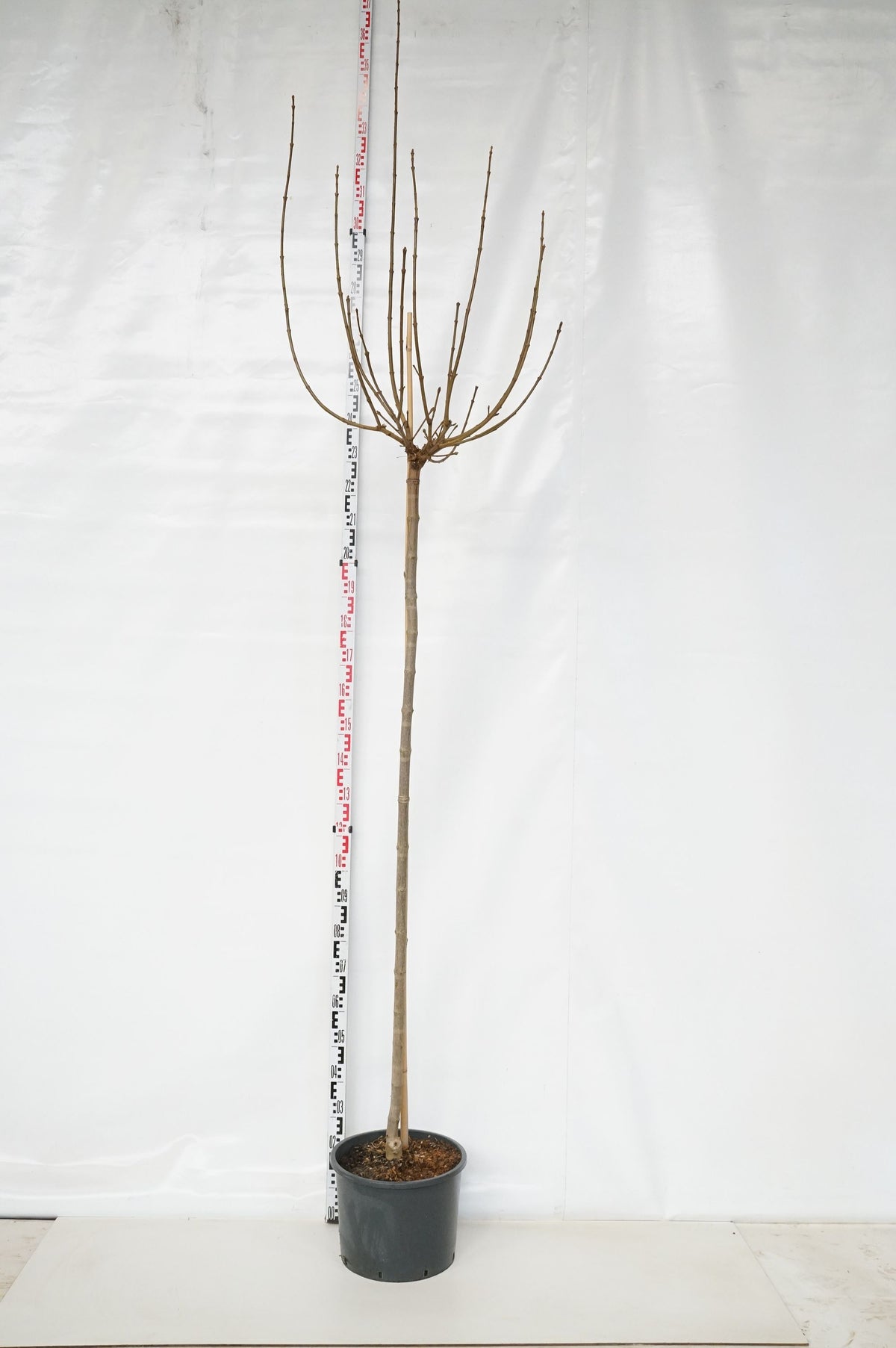 Acer platanoides &