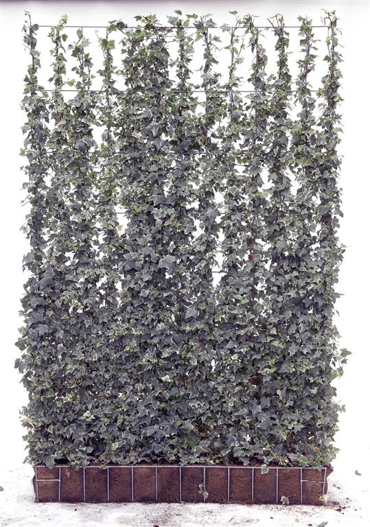 Hedera helix &