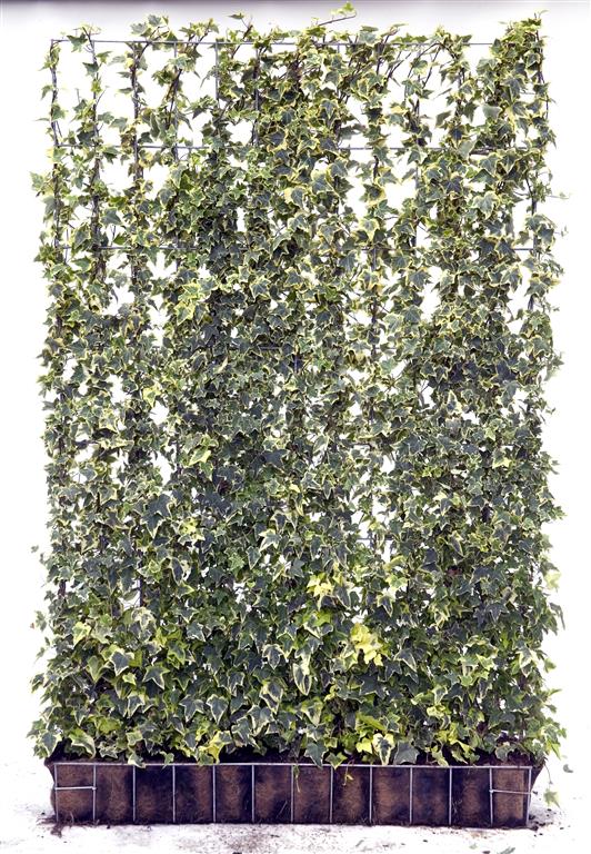 Hedera helix &