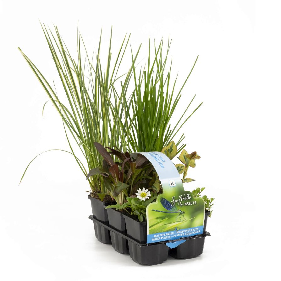 Insektsvänliga vattenväxter 6-pack