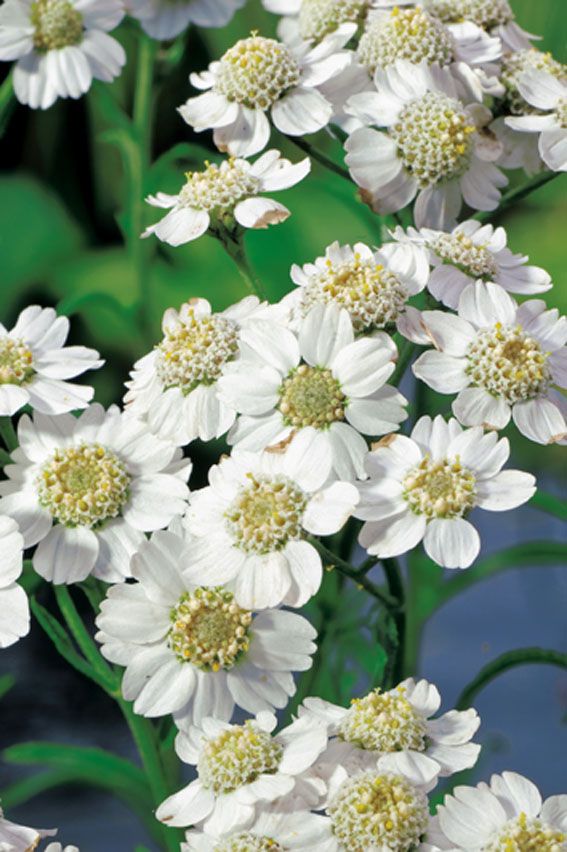 Achillea ptarmica - 9 cm kruka (Vattenväxt)