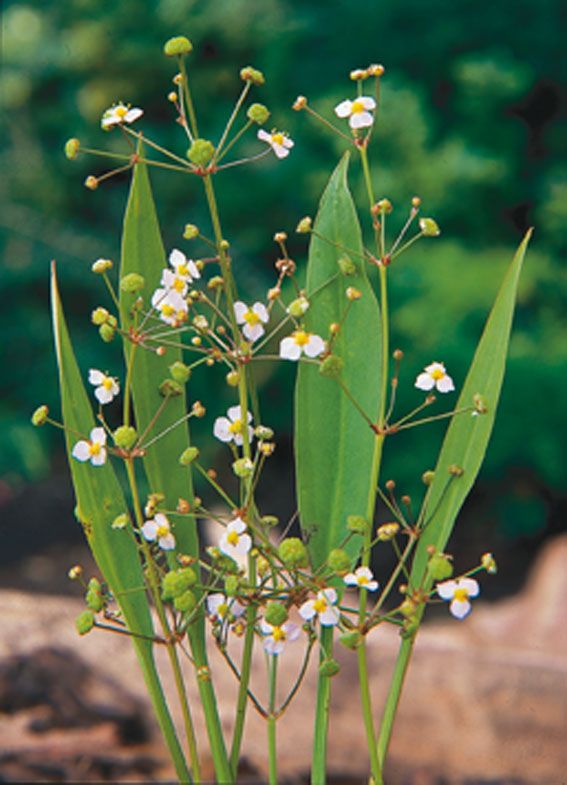 Alisma lanceolatum Dammkorg 18x18 cm