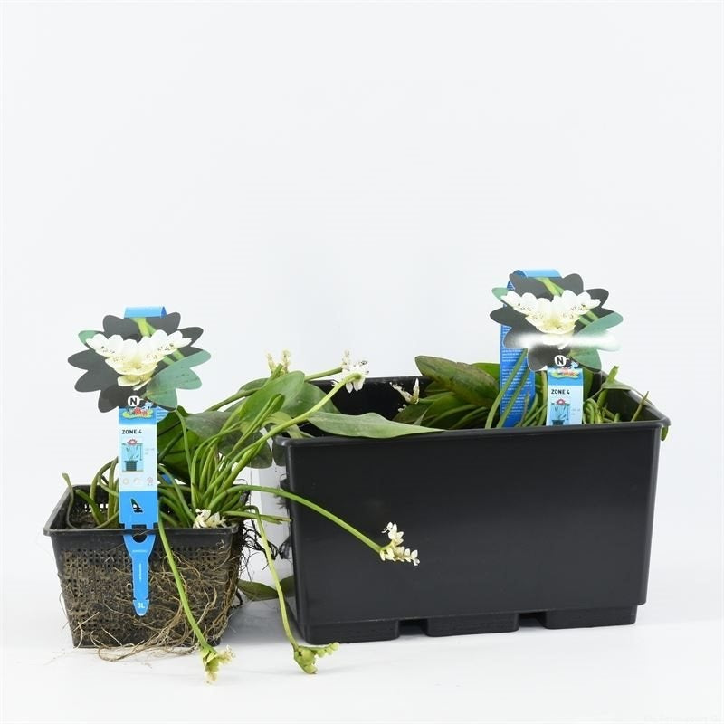 Aponogeton distachyos C3 (3 liters kruka / 19 cm kruka)