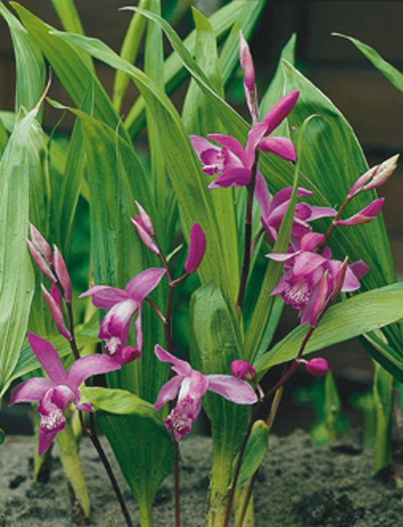 Bletilla striata - Vattenväxt (9 cm kruka)
