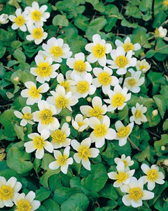 Caltha palustris &