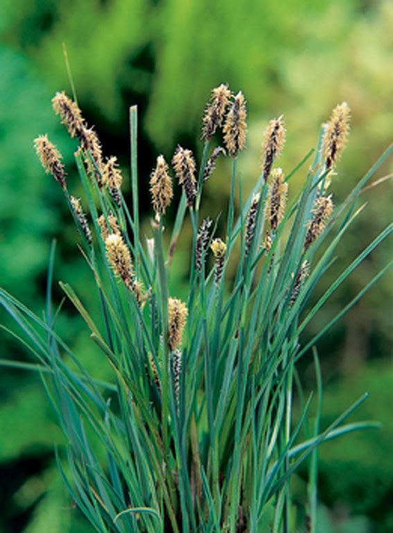 Carex panacea 9 cm kruka - Vattenväxt