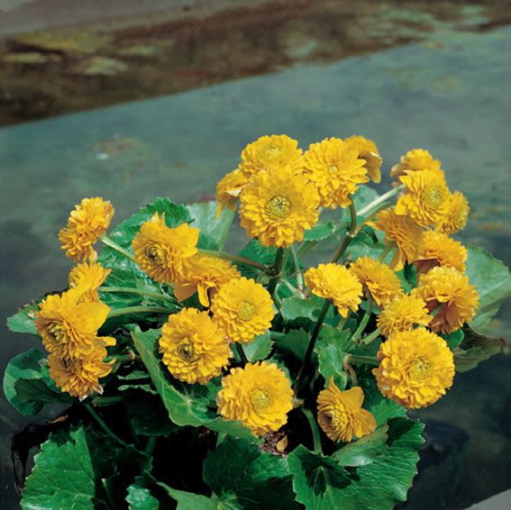 Caltha palustris &
