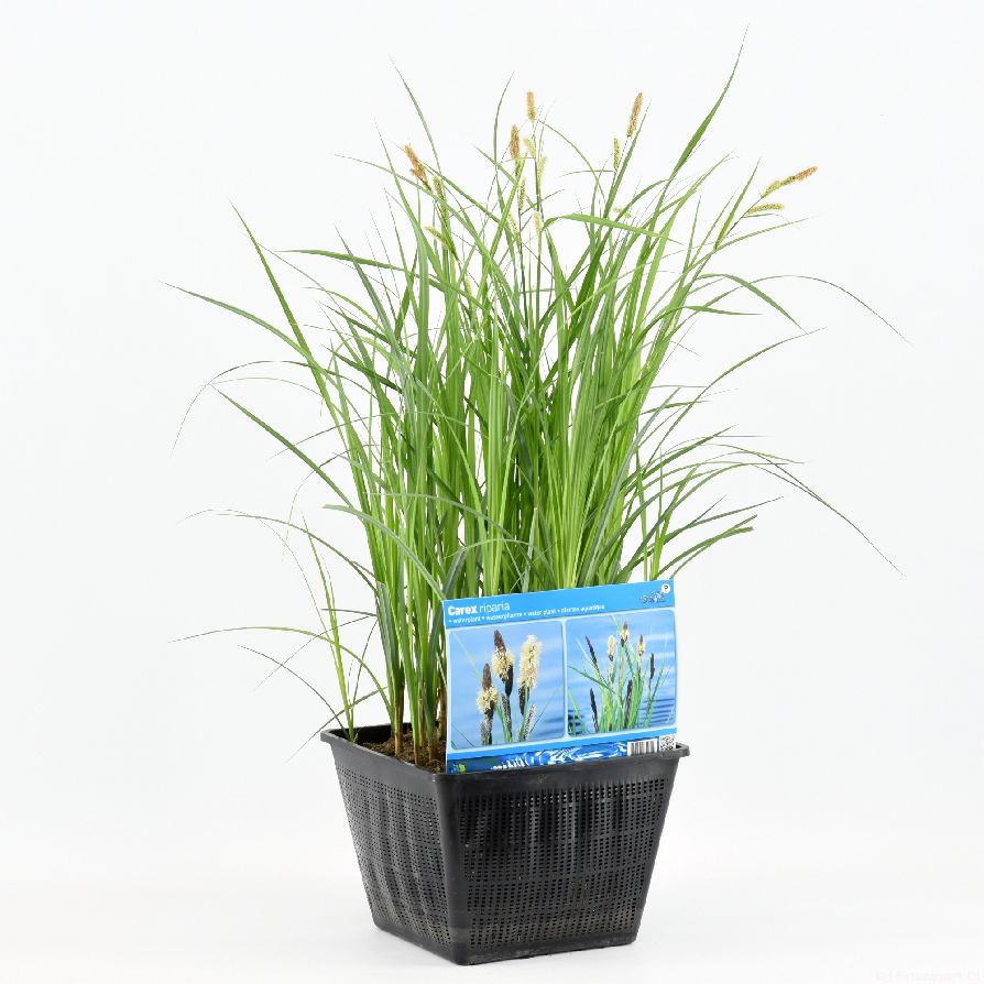 Carex riparia i dammkorg 28x28 cm