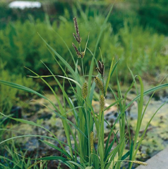 Carex riparia i planteringskorg 18x18 cm