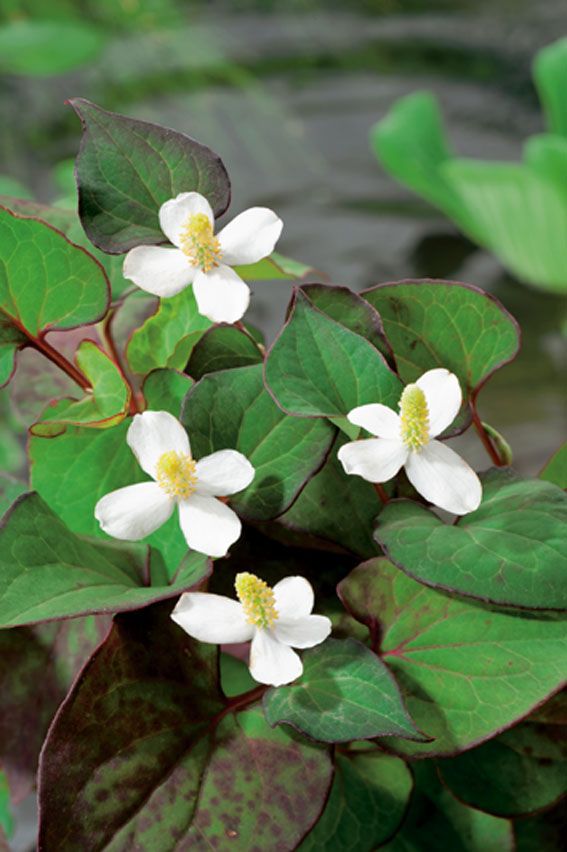 Houttuynia cordata dammkorg 18x18 cm