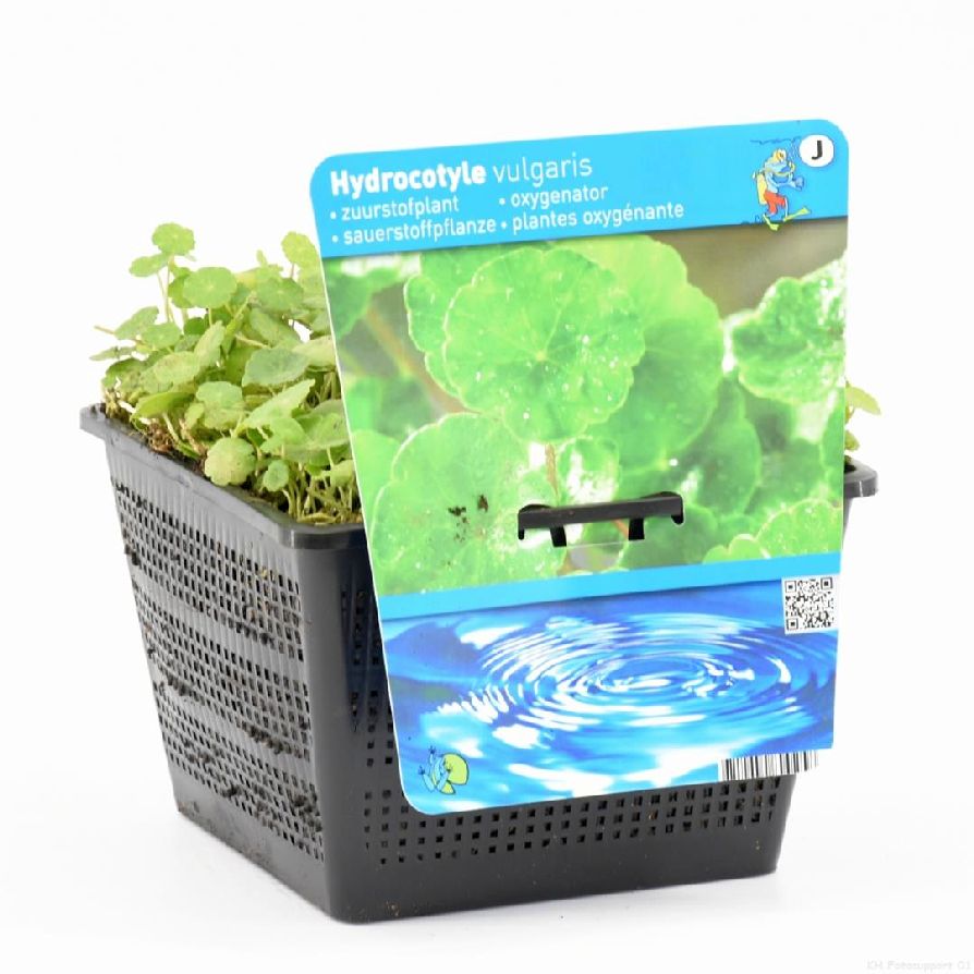 Hydrocotyle vulgaris dammkorg 18x18 cm