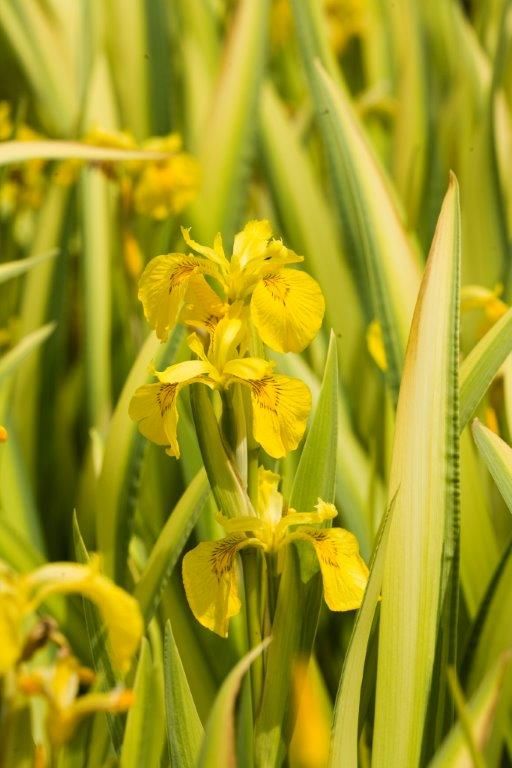 Iris pseudacorus &