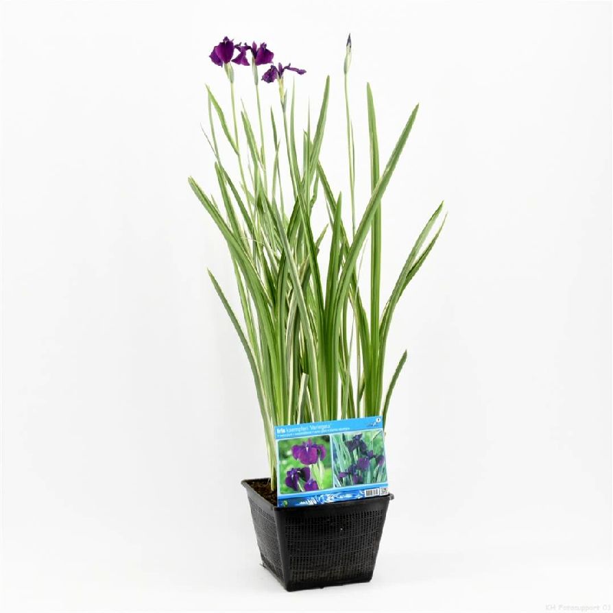 Iris kaempferi &