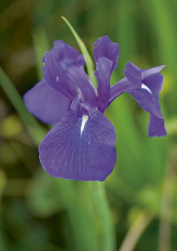 Iris laevigata i dammkorg 18x18 cm