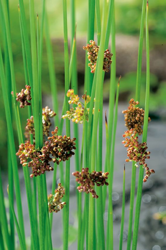 Juncus effusus - 9 cm kruka (Vattenväxt)