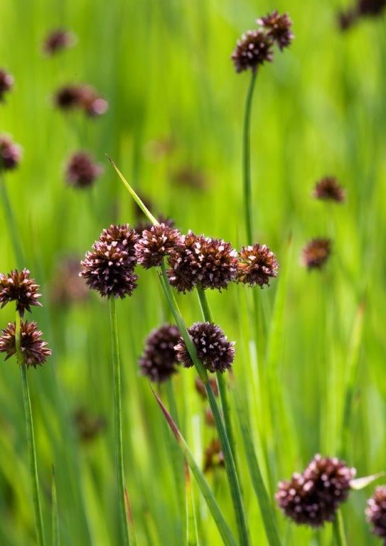 Juncus ensifolius - Vattenväxt i 9 cm kruka