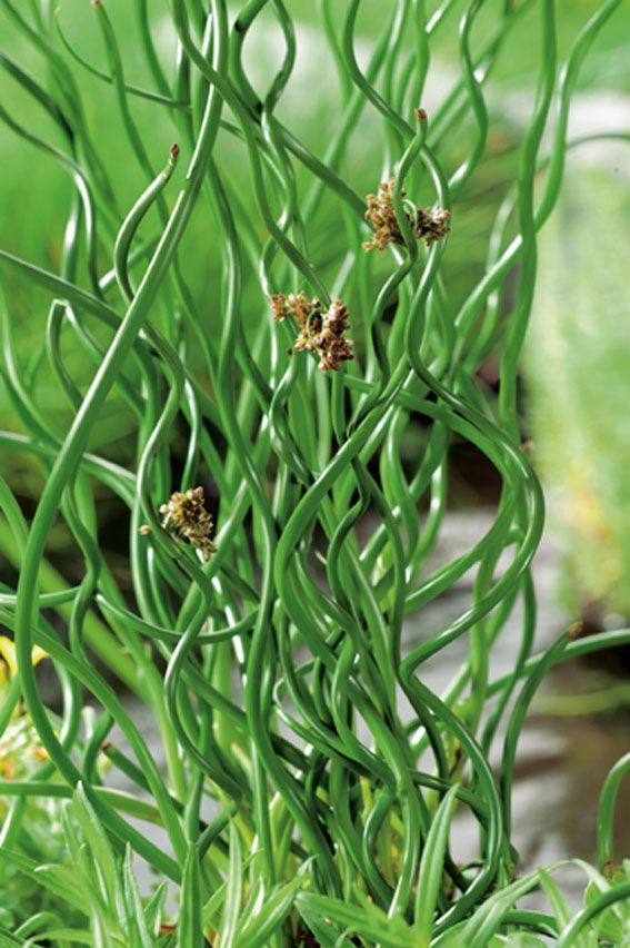 Juncus effusus &