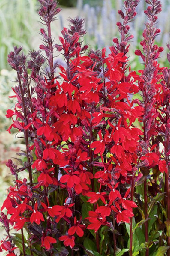 Lobelia cardinalis i planteringskorg 18x18 cm