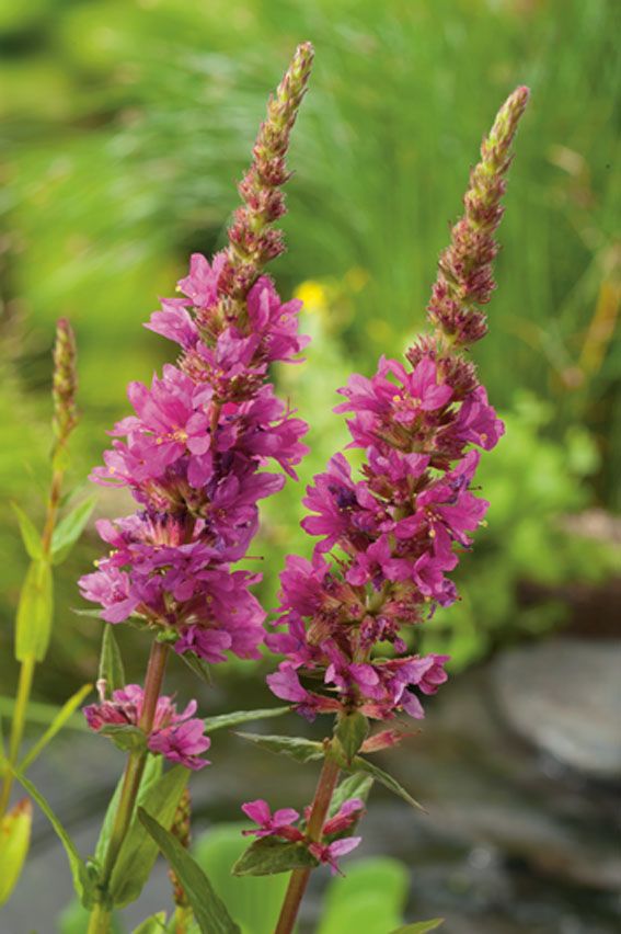 Lythrum salicaria (Fackelblomster) 9 cm kruka