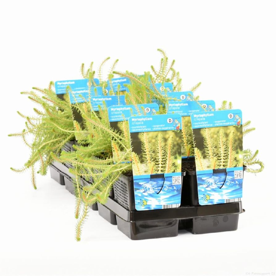 Myriophyllum crispata 11 cm kruka
