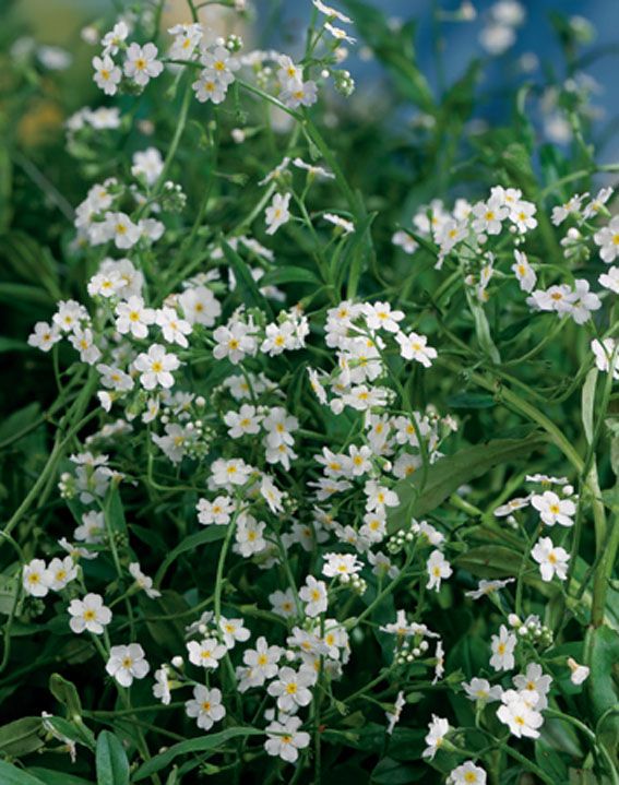 Myosotis pal. &