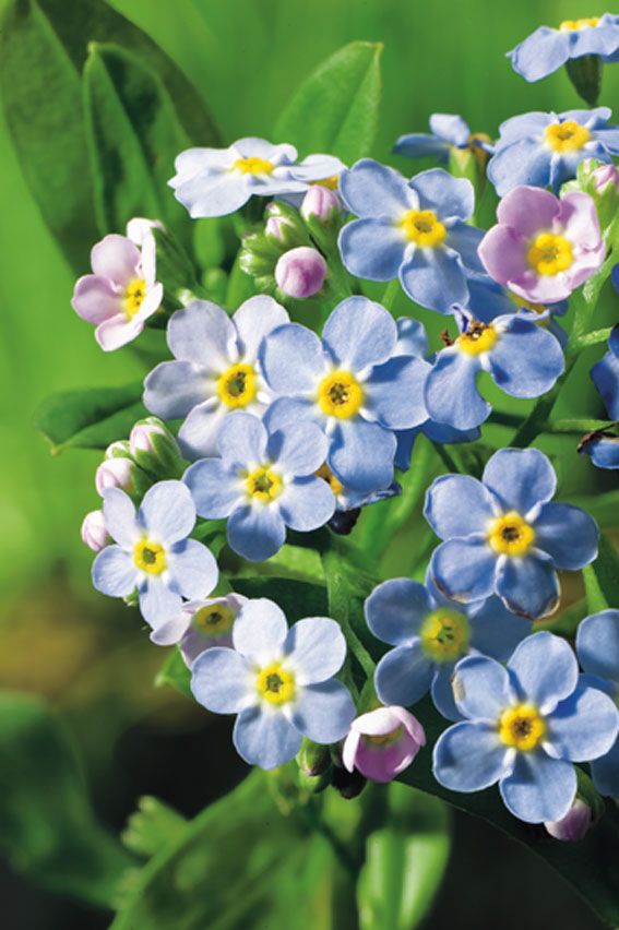 Myosotis palustris i dammkorg 18x18 cm