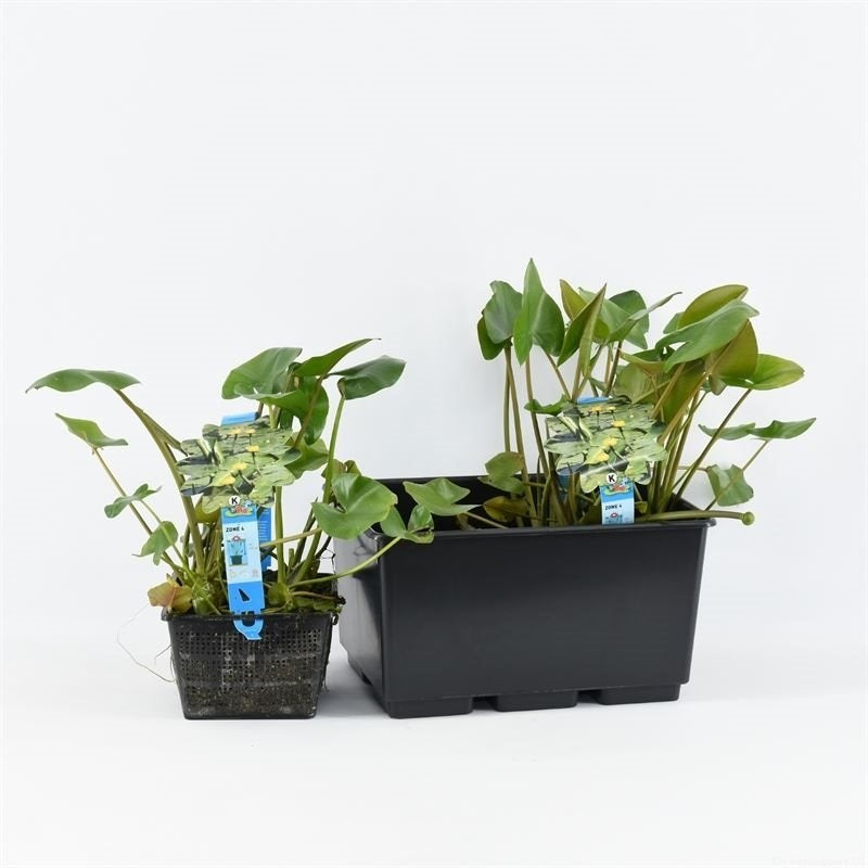 Nuphar lutea C3 (3 liters kruka / 19 cm kruka)