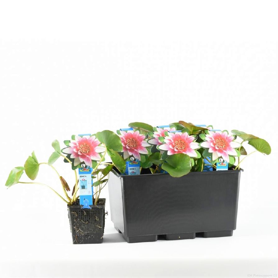 Nymphaea &