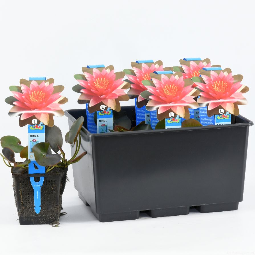 Nymphaea &