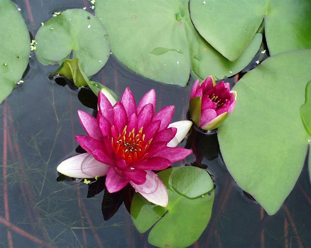 Nymphaea &