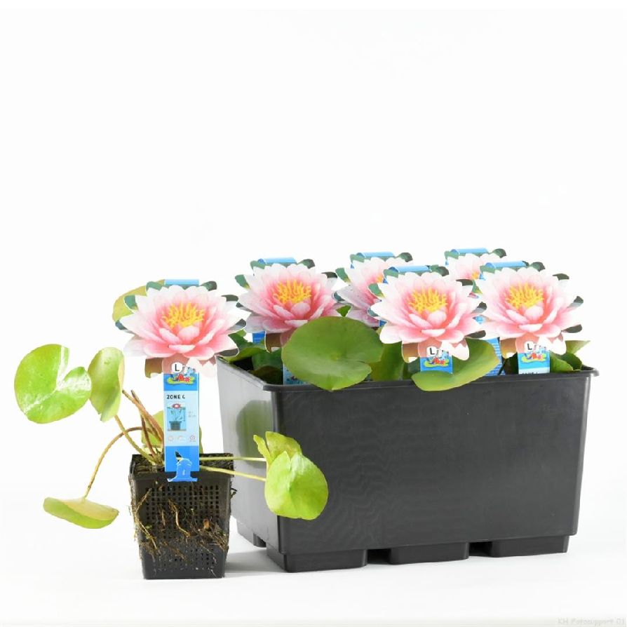 Nymphaea &