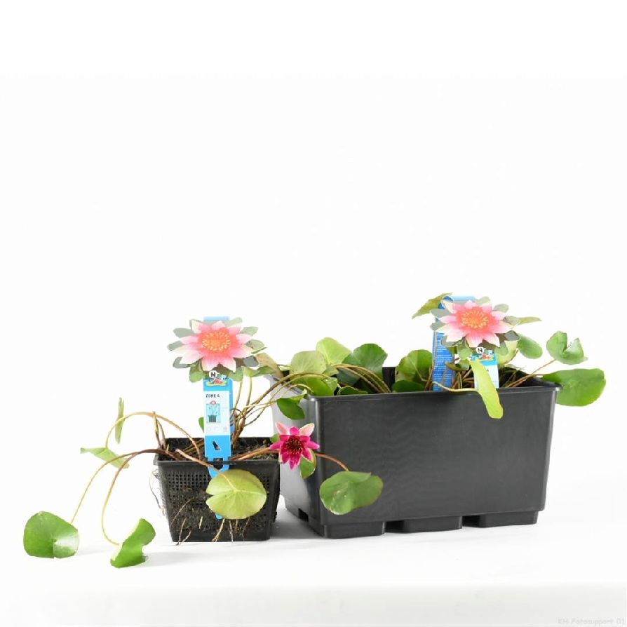 Nymphaea &