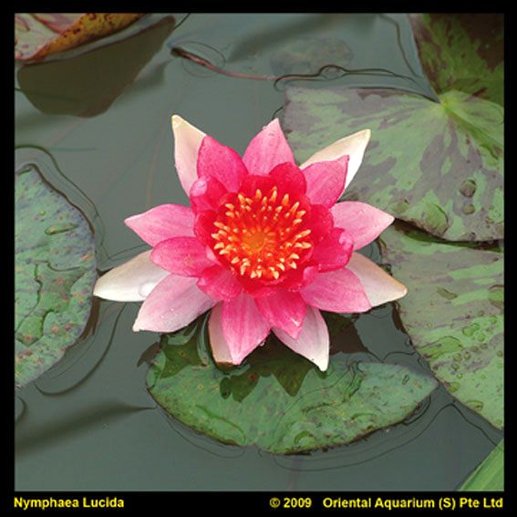 Nymphaea &