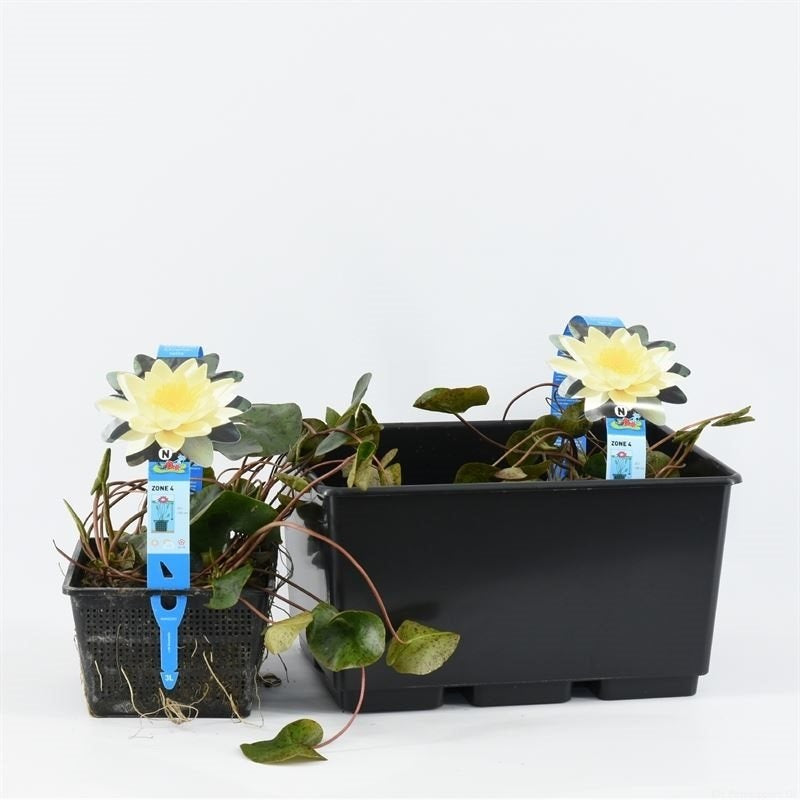 Nymphaea &