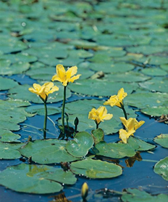 Nymphoides peltata dammkorg 18x18 cm