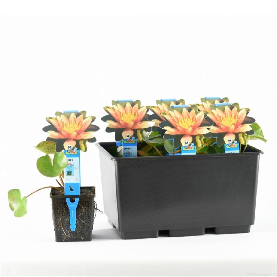 Nymphaea &
