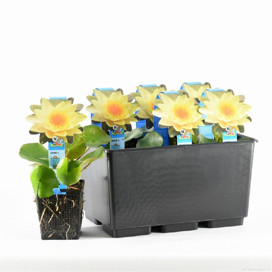 Nymphaea &