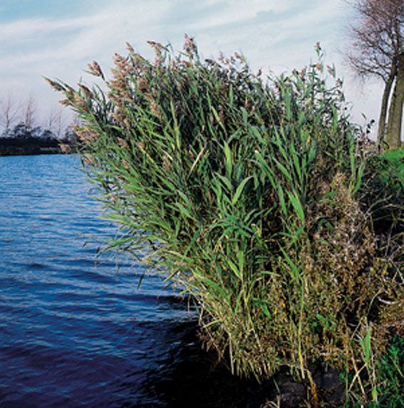 Phragmites australis 9 cm kruka - Vattenväxt