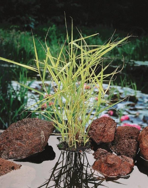 Phragmites australis &