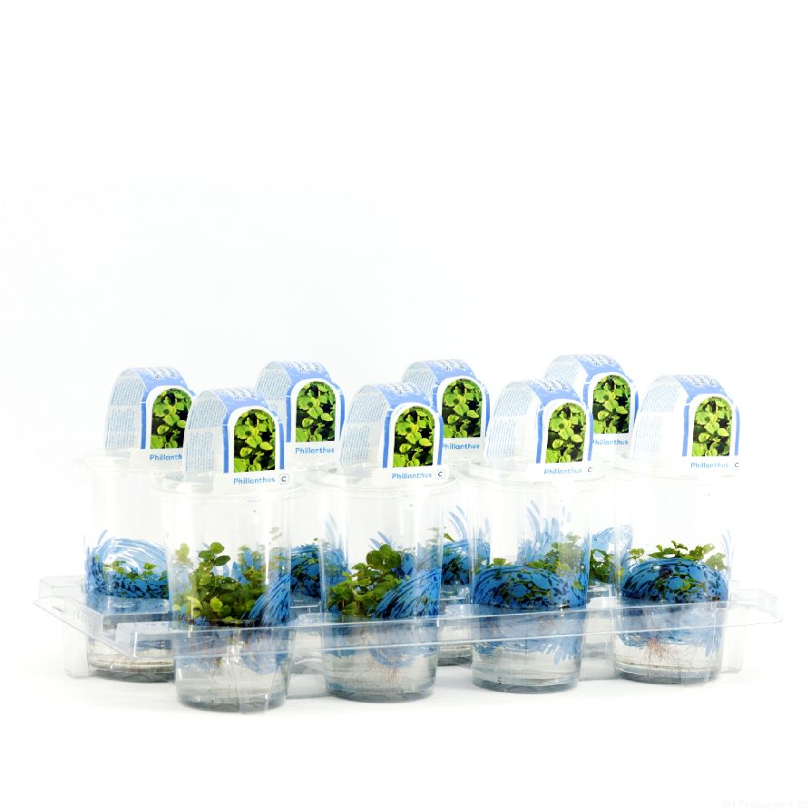 Phyllanthus fusstans i plastkruka