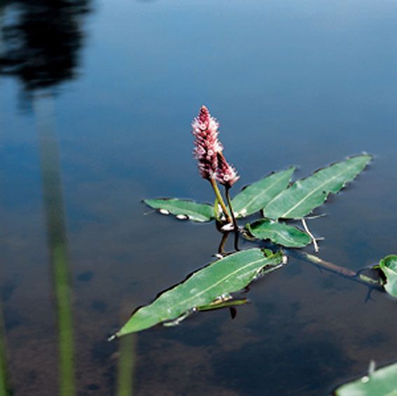 Polygonum amphibium dammkorg 18x18 cm