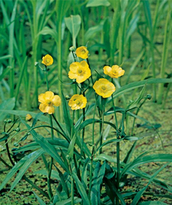 Ranunculus lingua i dammkorg 18x18 cm
