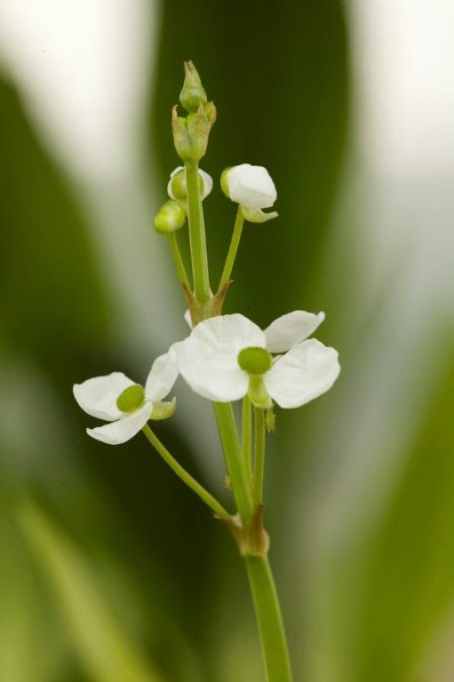 Sagittaria graminea - 9 cm kruka (Vattenväxt)