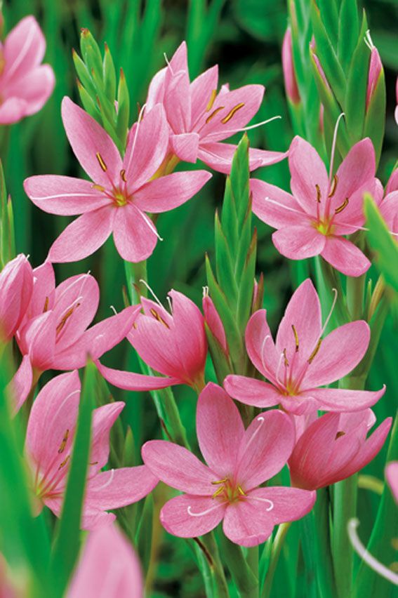 Schizostylis c. &