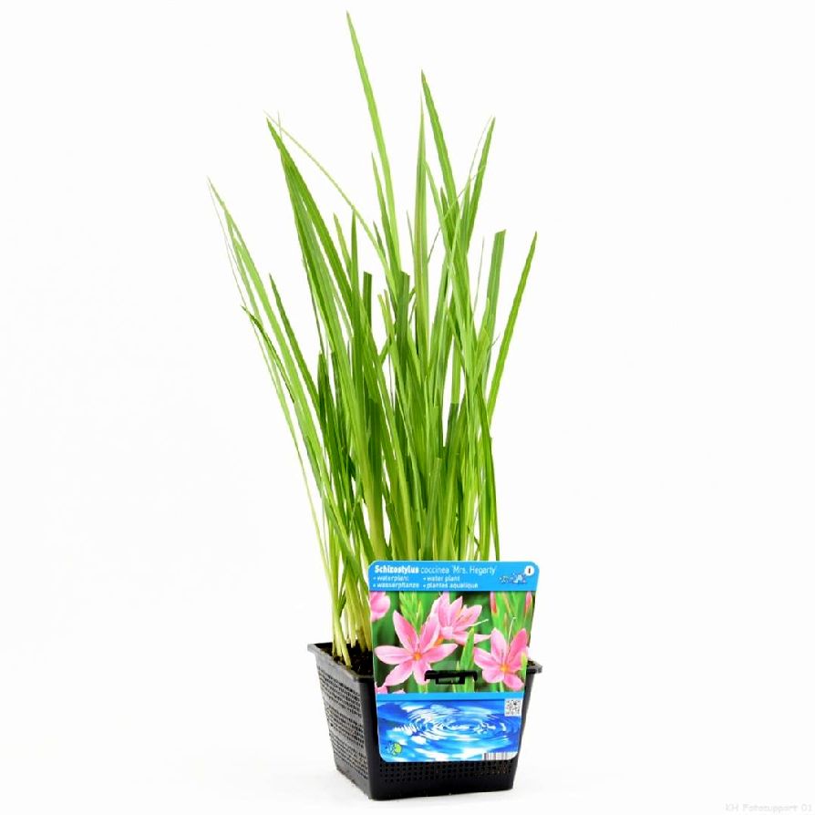 Schizostylis c. &