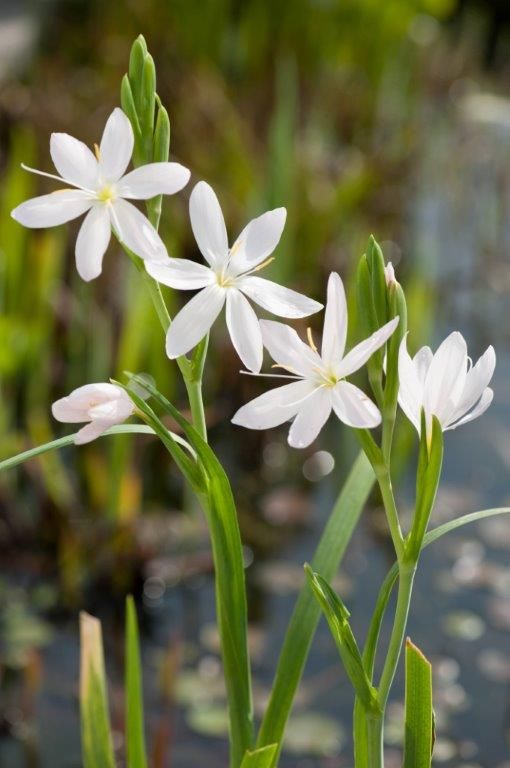 Schizostylis c. &
