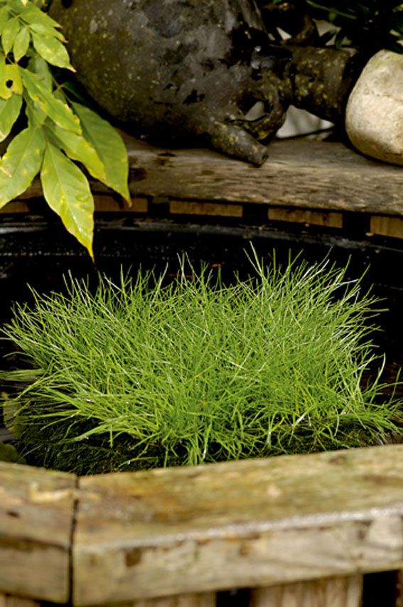 Scirpus isolepsis i dammkorg 18x18 cm